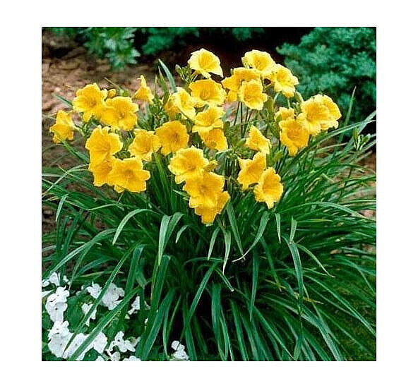 40 GOLDEN DEEP YELLOW STELLA DE ORO DAYLILY SEEDS-~Constant Re-Blooming Flowers!