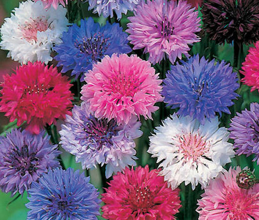 CORNFLOWER POLKA DOT MIXED COLORS TALL Centaurea Cyanus – 3,000 Bulk Seeds