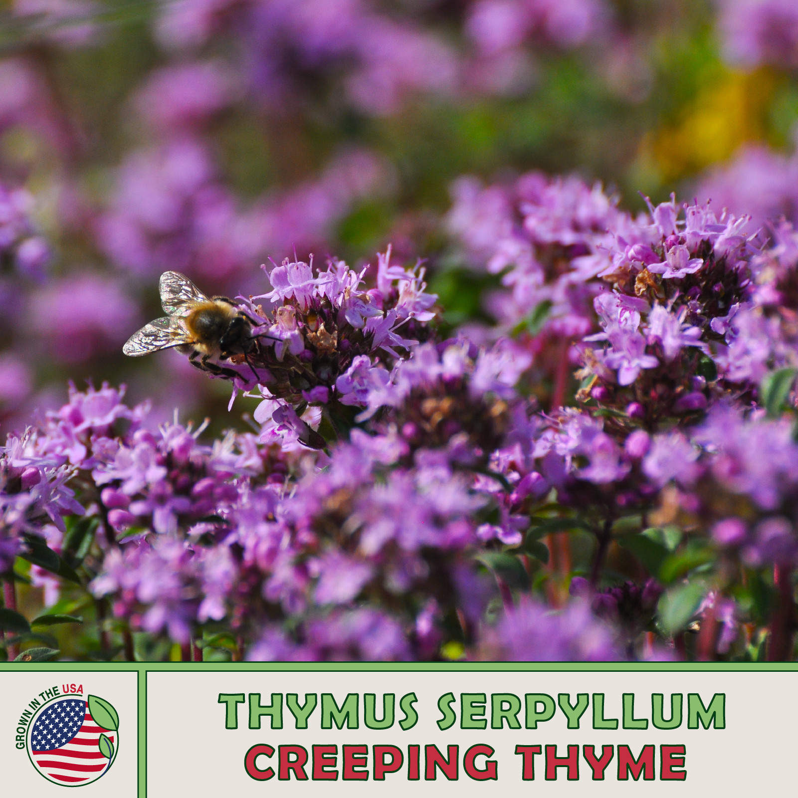 350 Creeping Thyme Seeds, Thymus serpyllum, Ground Cover, Herb, Genuine USA