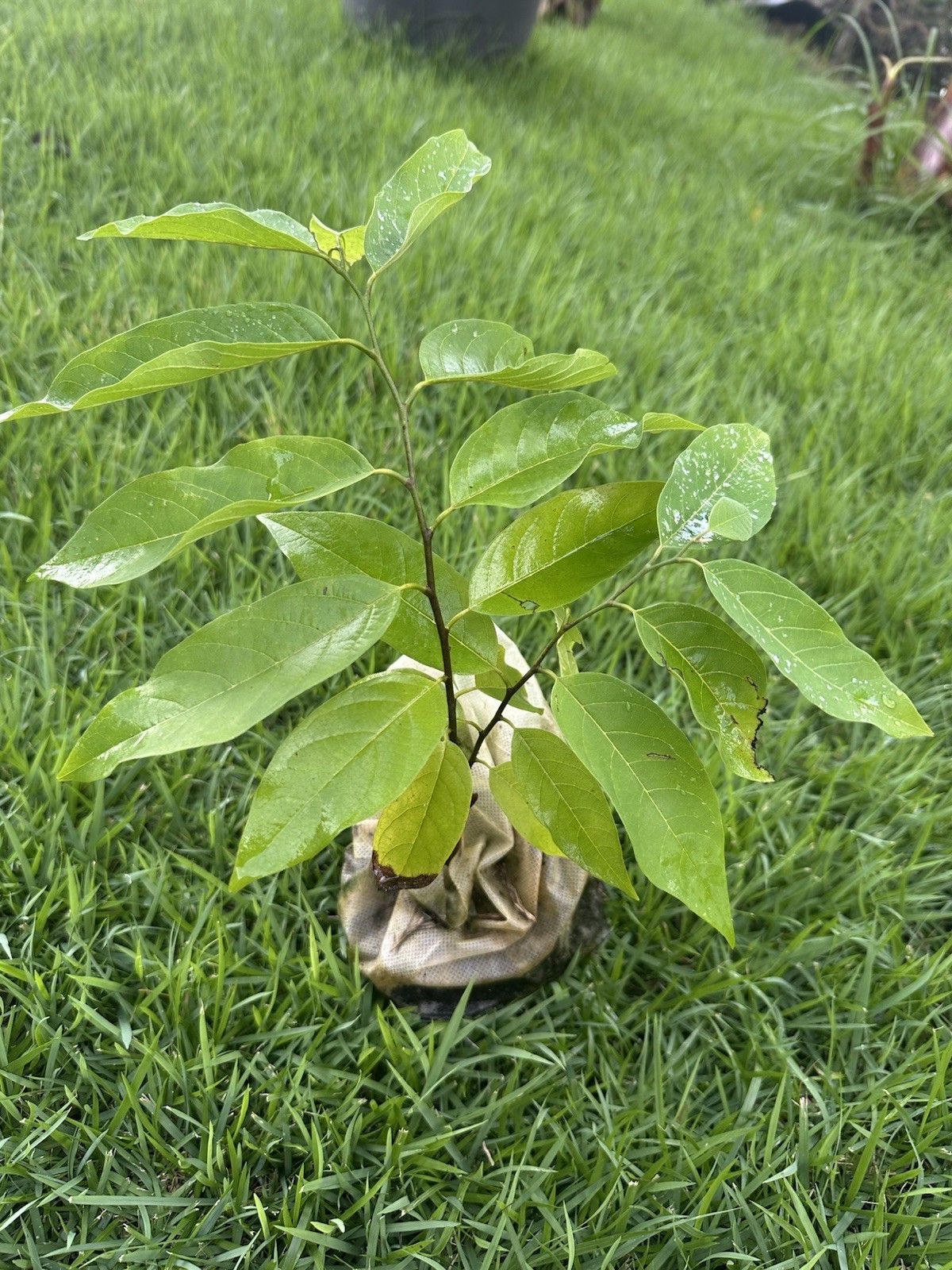 Rare Red Custard Apple (Annona Reticulata) Bullock’s Heart live Tree 8in-12in