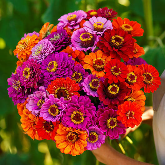 Zinnia PURPLE DREAM MIX w/ Red Double Blooms Butterflies Hummingbirs 100 Seeds!