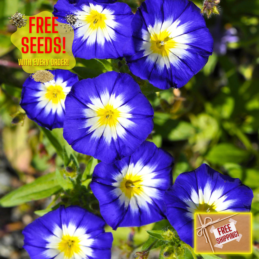 Fresh Morning Glory Seeds | Royal Ensign | Heirloom Non-GMO | Flower Seeds