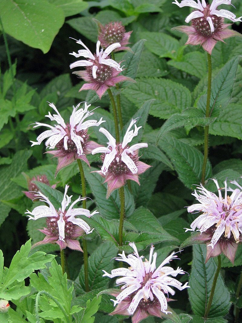 Monarda bradburiana | Horsemint | Bradbury’s Beebalm | 20 Seeds