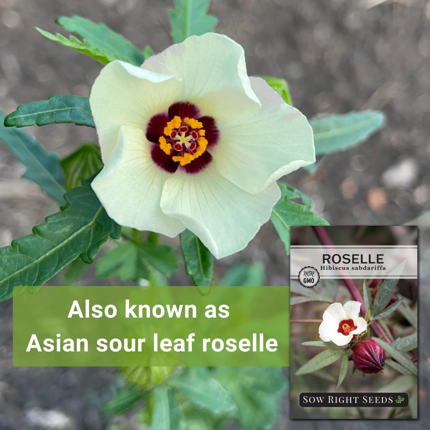 – Roselle Seeds for Planting – Hibiscus Sabdariffa – Non-GMO Heirloom Variety –
