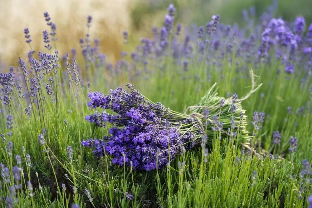 Common English Vera Lavender Herb Flower 200 – 1 Oz Seeds Fragrant Pollinator
