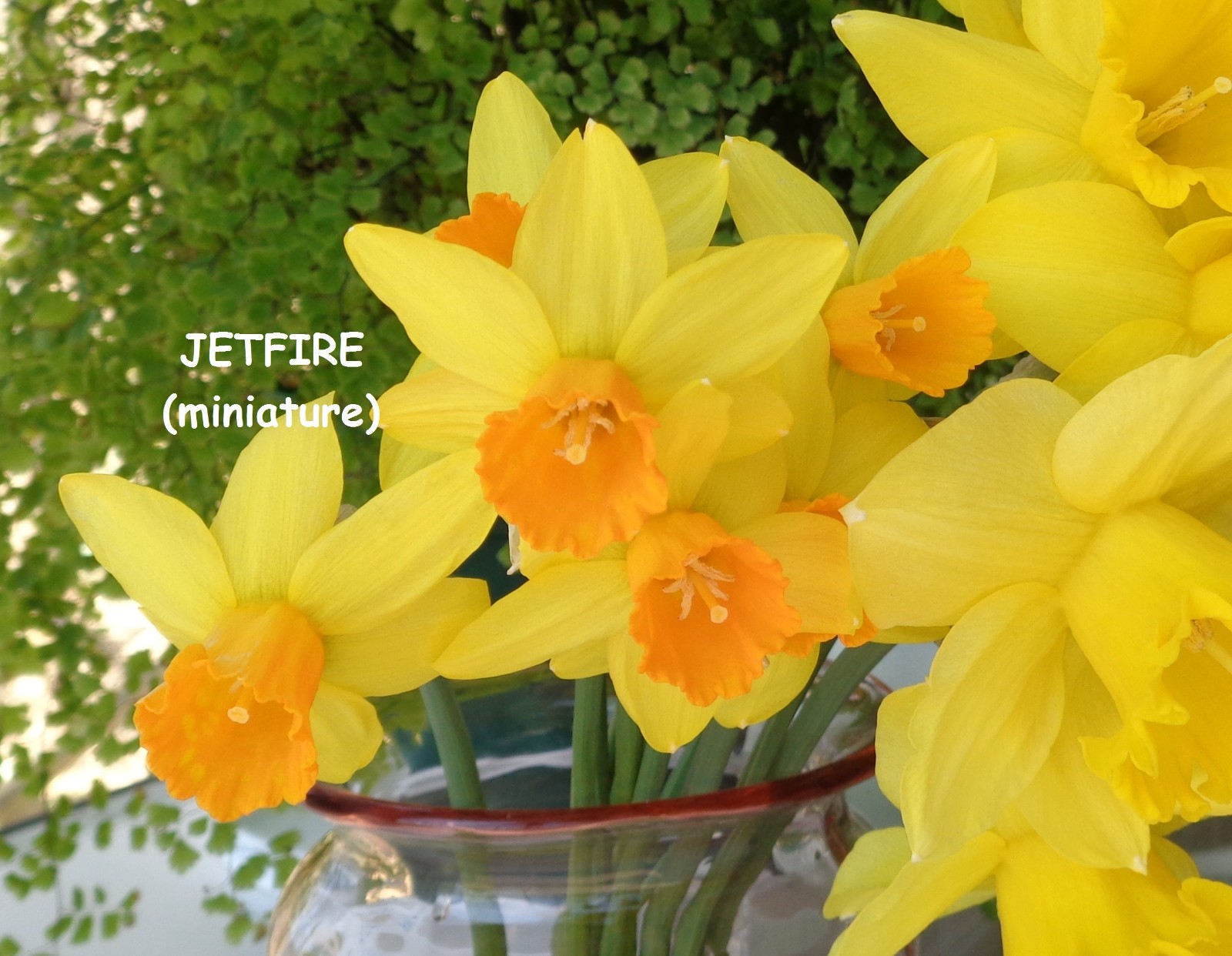 197 DAFFODIL BULBS 5 Varieties PlsREAD Jonquils Narcissus FromMyGarden