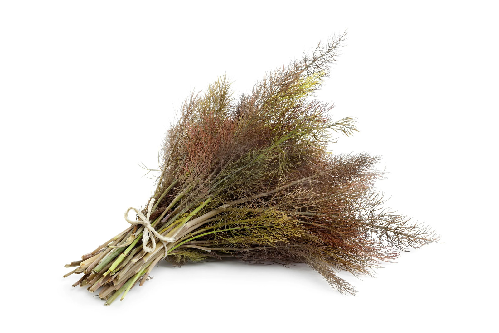 100 BRONZE FENNEL Foeniculum Vulgare Purpureum Herb Yellow Flower Seeds
