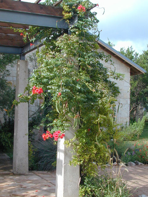 Trumpet Creeper, Campsis radicans, Vine Seeds (Fast, Showy, Hummingbirds, Hardy)