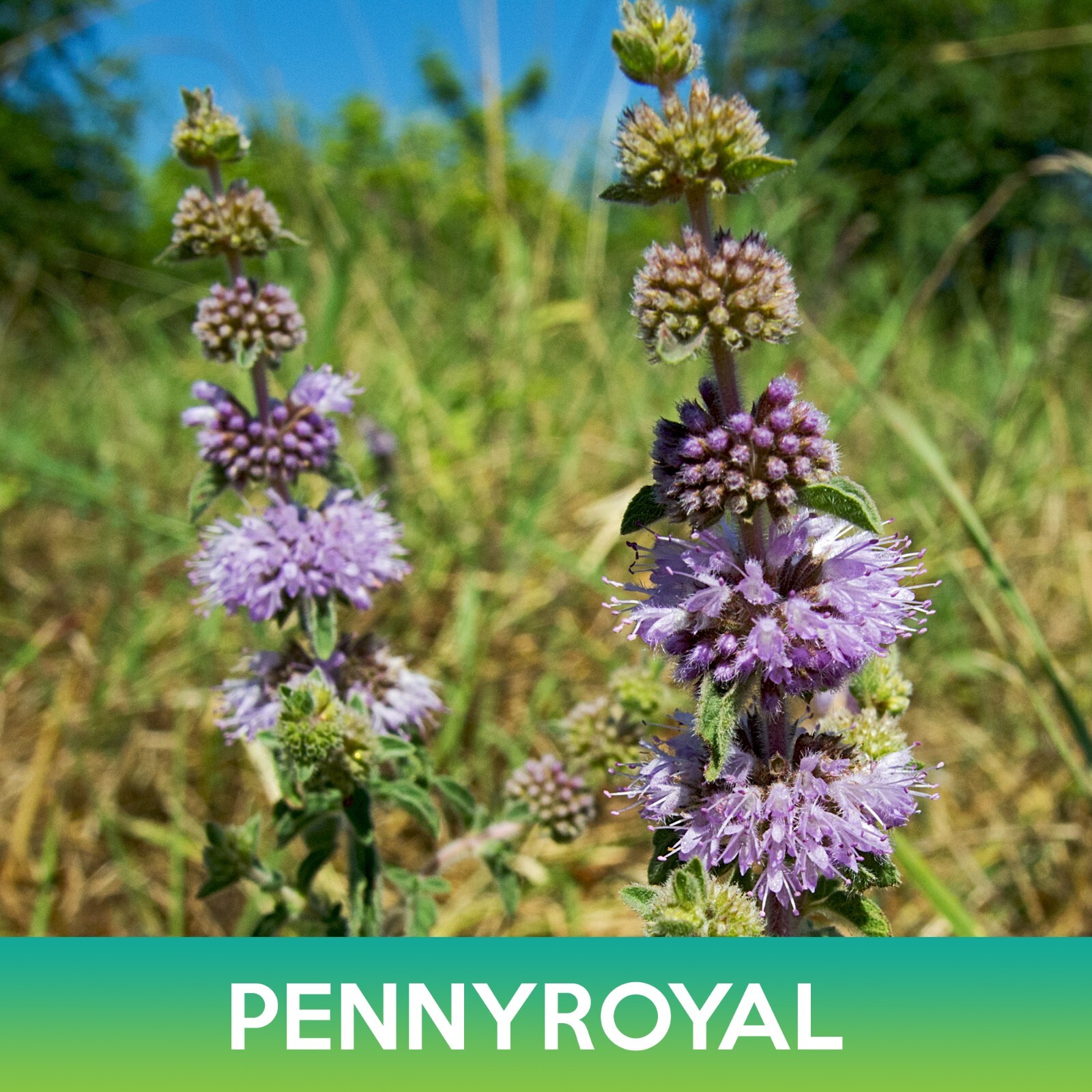 Pennyroyal Flower Seeds, Mentha Pulegium