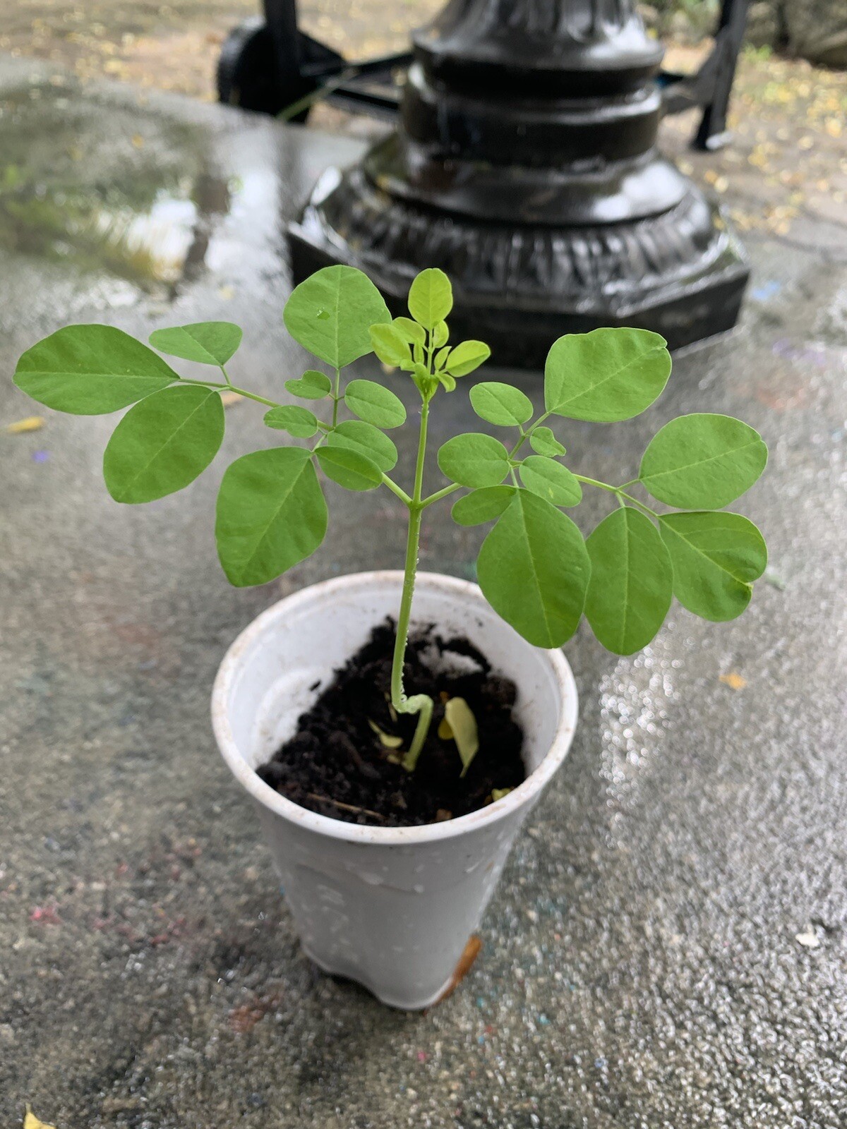 Ripkitty Moringa Oleifera (Tree of Life) Wingless Seeds Planting Nuts FREE S/H!