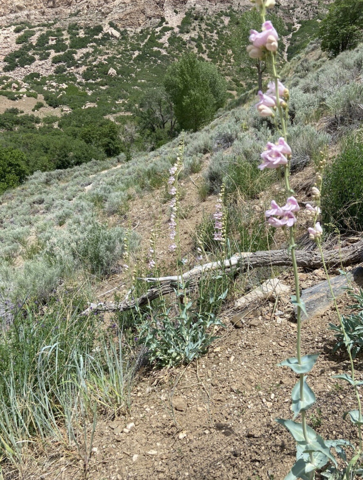 PE02: Palmer’s Penstemon Seed ~1000 Ct Cold Hardy Wildflower Penstemon palmeri