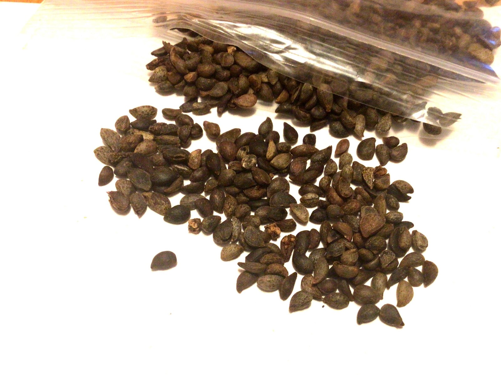 Bradford Pear Seeds (Pyrus Calleryana) Callery Pear