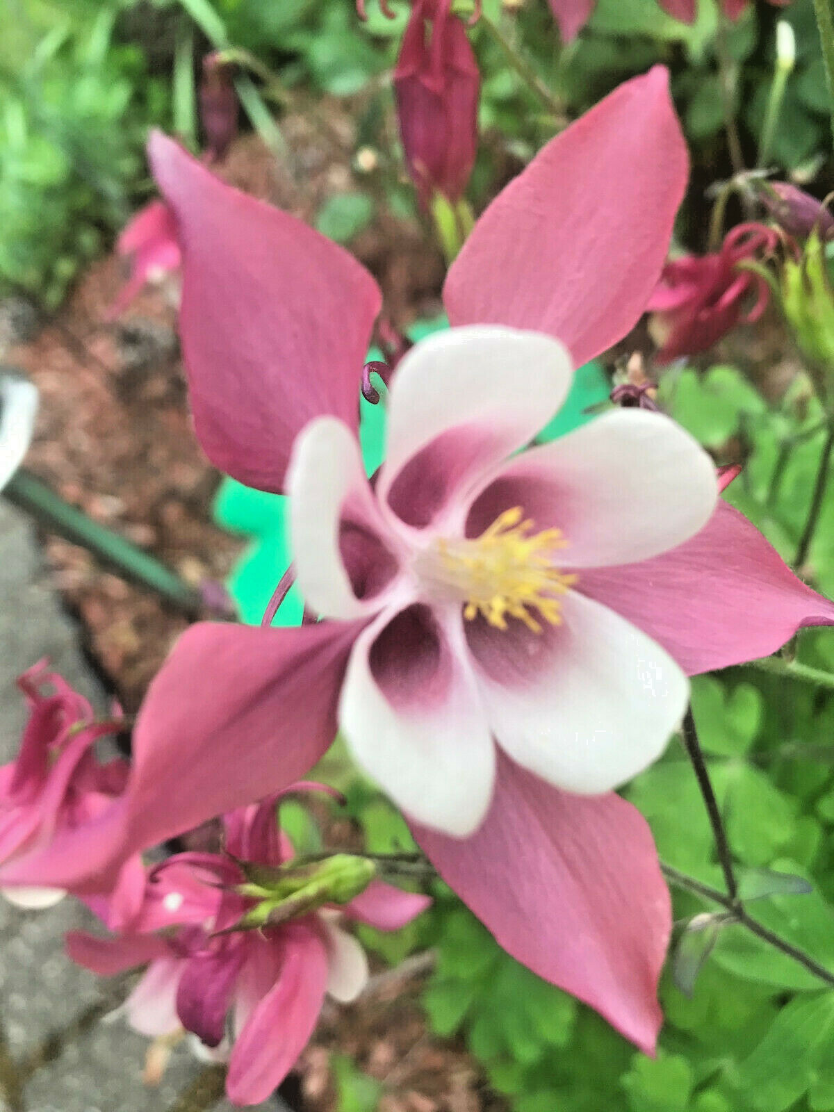 50 COLUMBINE SEEDS (Aquilegia seeds) Organic ~ Perennial Multi Color Flower