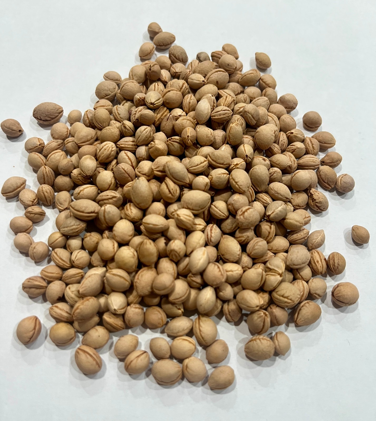 Western Sand Cherry Tree Seeds (Prunus Besseyi)