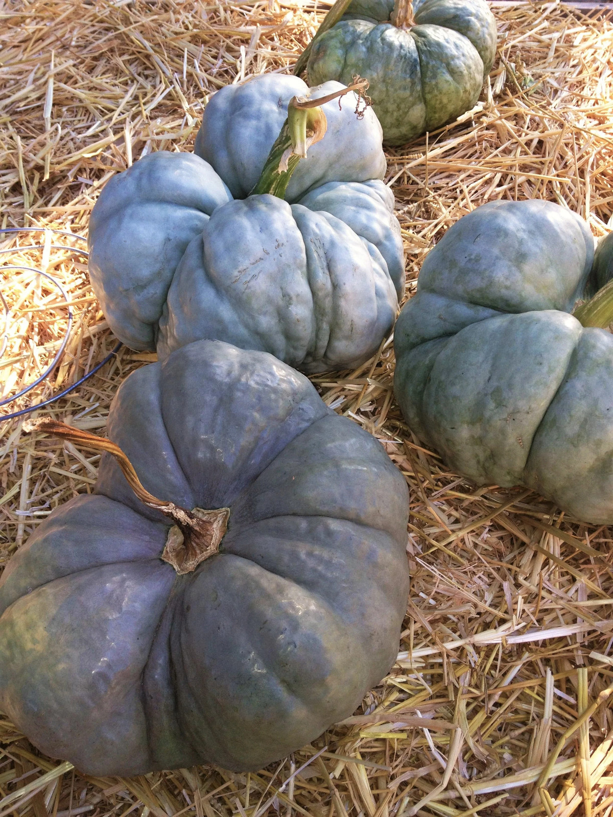 Triamble Blue Pumpkin Seeds | Shamrock TriStar Gray Jarrahdale Squash Seed 2024