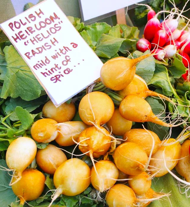 Golden Helios Radish Seeds – For 2025 Planting Raphanus Yellow Globe Sun