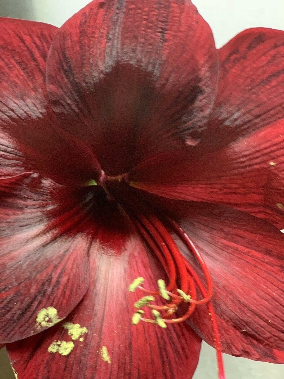 RED PEARL Extra Large Amaryllis 28-30 centimeters – US Seller
