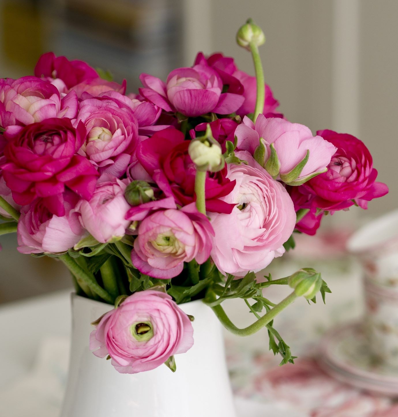 Ranunculus Buttercup Very Berry Collection 30 Bulbs – Spring Blooms in Sun