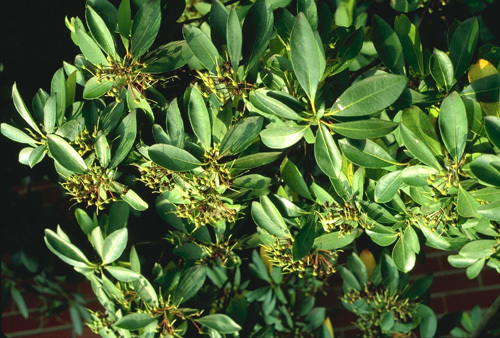 Rosebay Rhododendron, Rhododendron maximum, Shrub Seeds (Showy Evergreen)