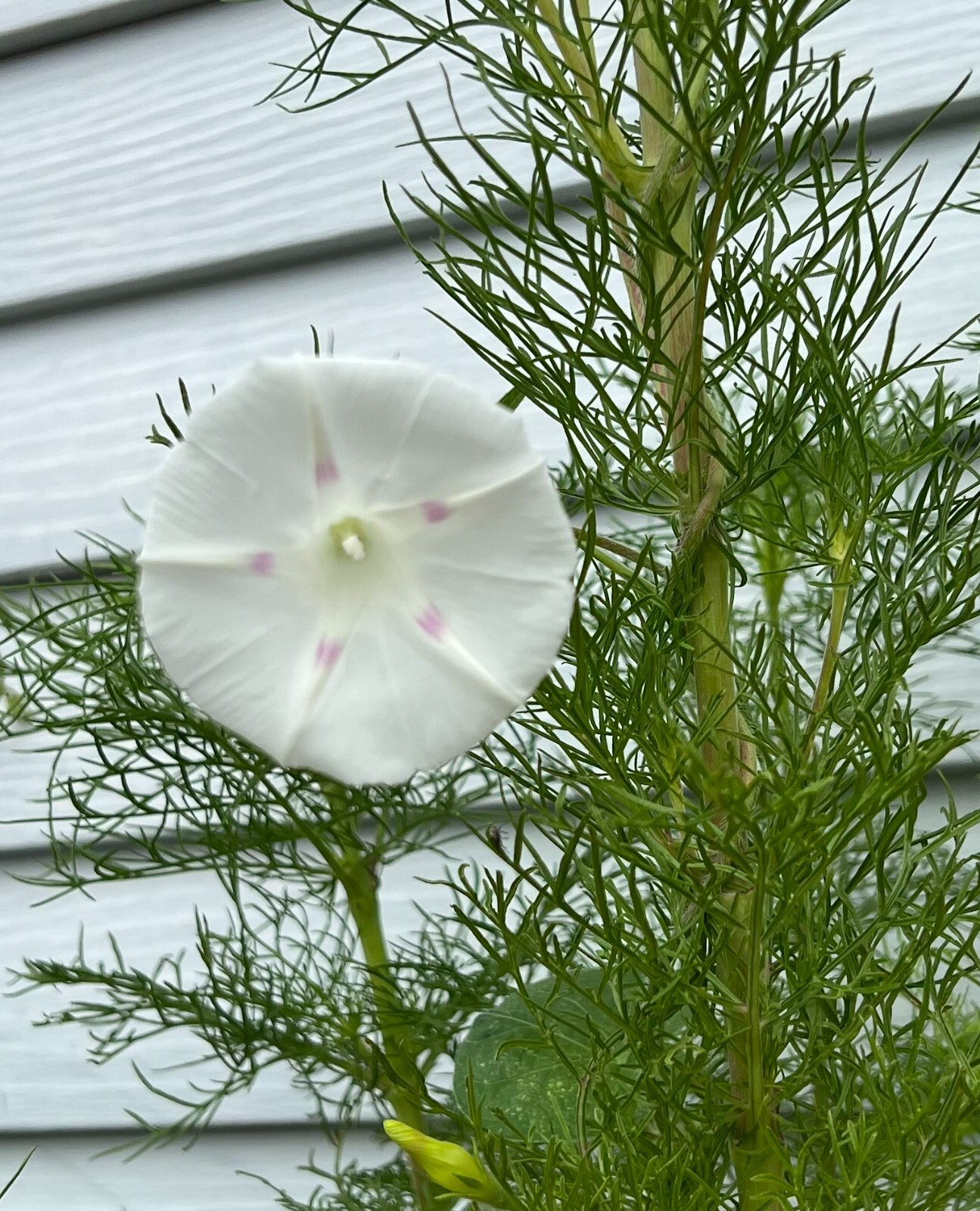 Morning Glory Vine Seed Mixed Colors – Heirloom Non-GMO