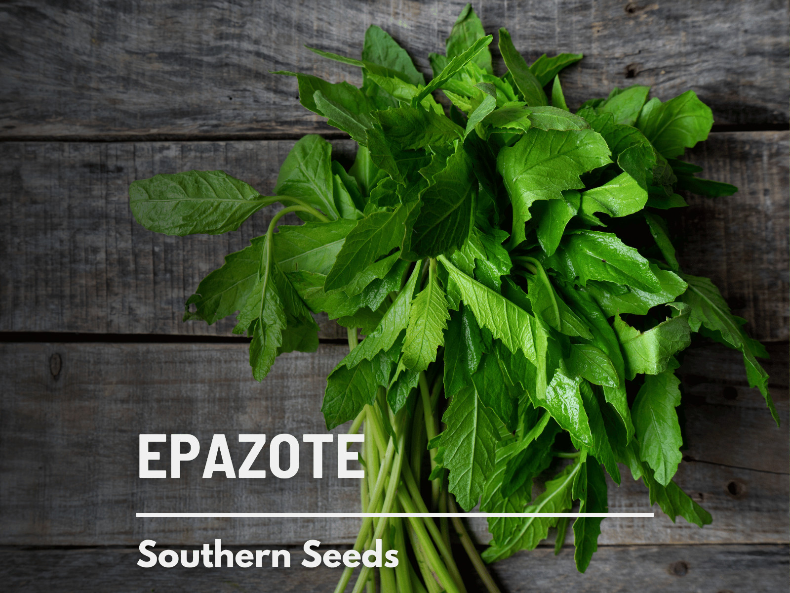 Epazote – Mexican Tea – Culinary & Medicinal Herb – GMO Free