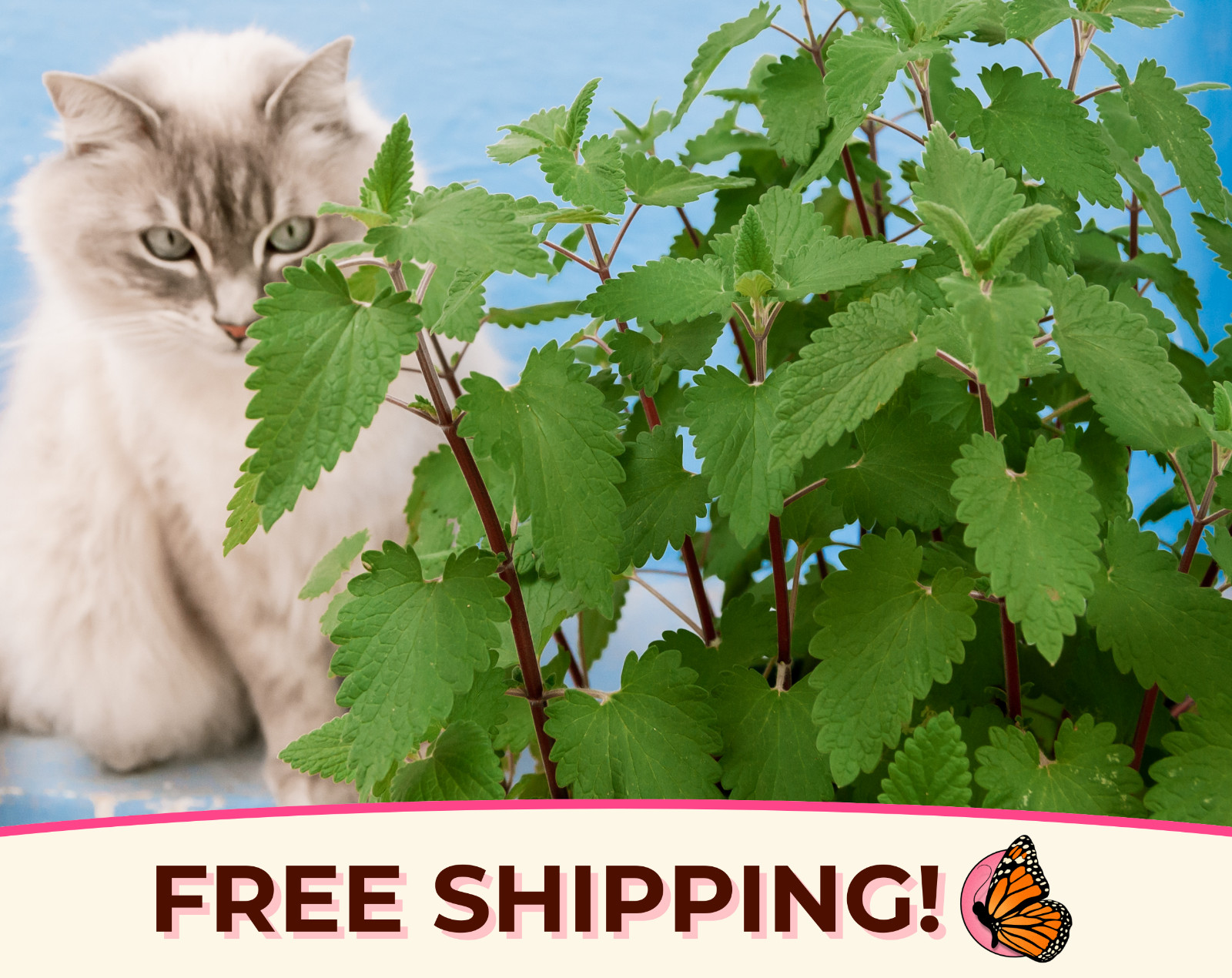 3800+ Catnip Herb Seeds | Non-GMO, Herb Garden, For Growing Cat Plants & Cat Toy
