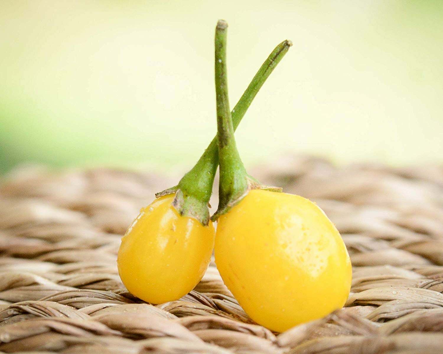 Yellow Wiri Wiri Heirloom Pepper Premium Seed Packet + More