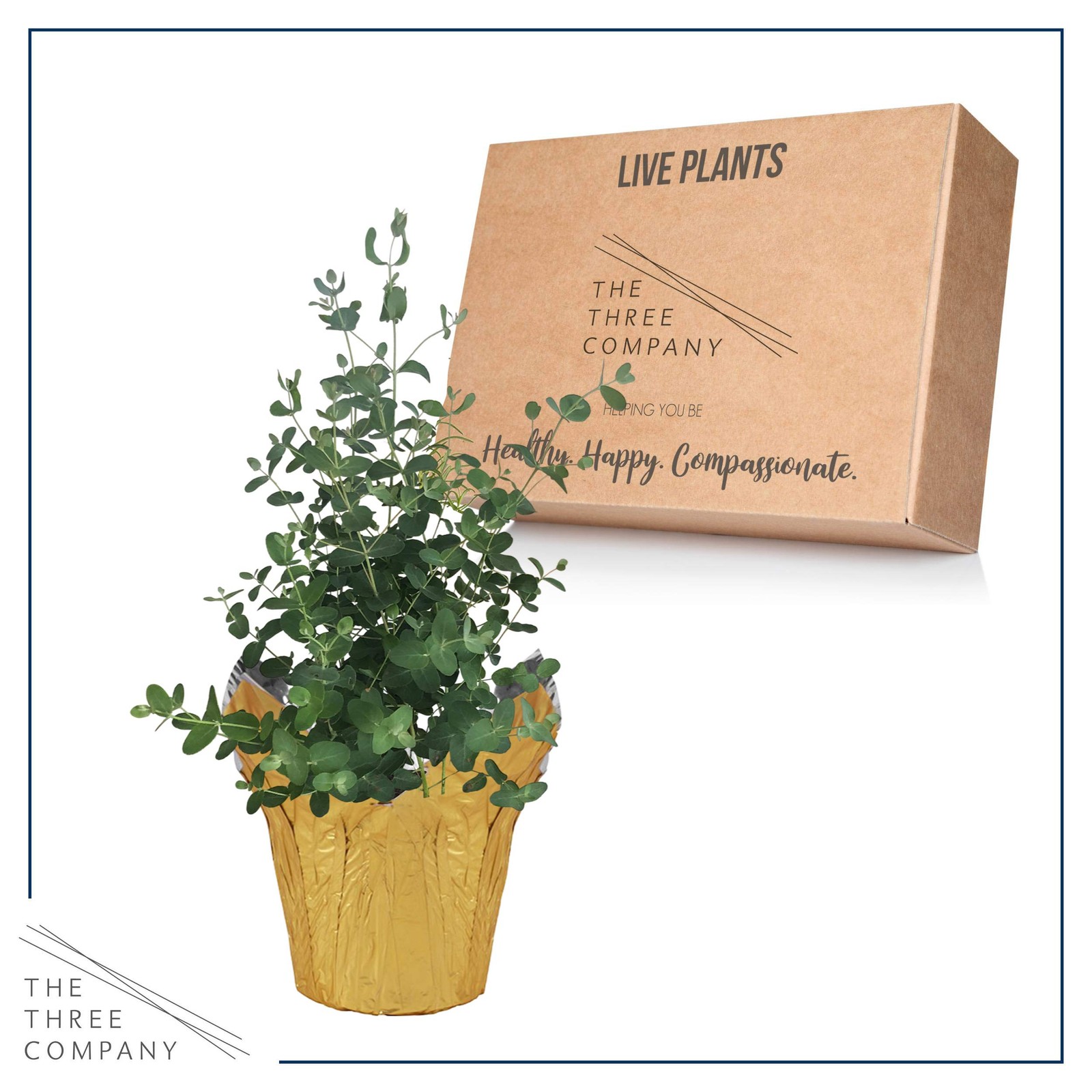 Live Aromatic and Healthy Herb – Eucalyptus, Improves Air Quality, Wrapped in…