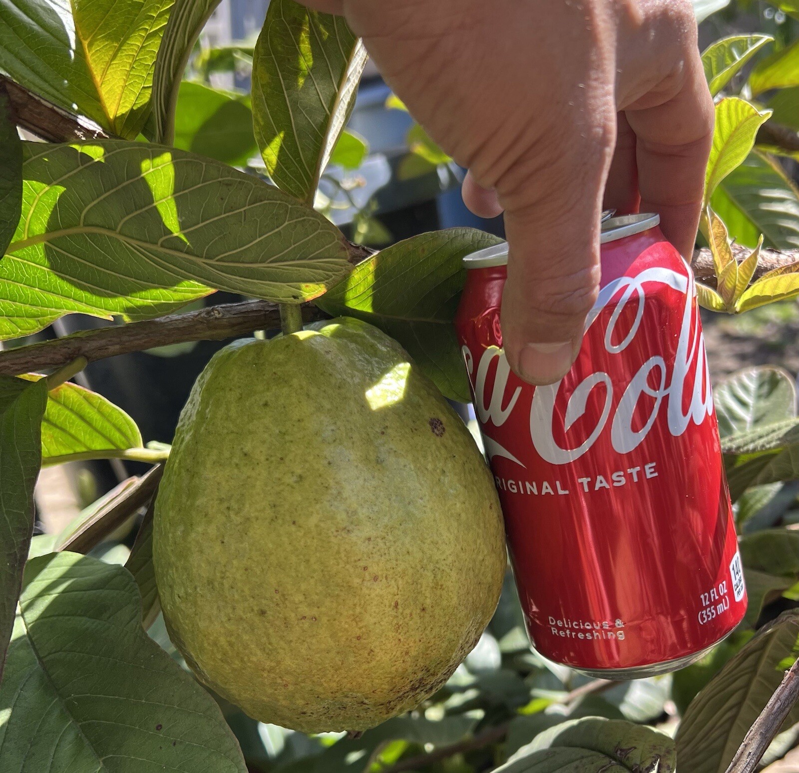 Live Ruby Supreme Guava Tree “Great For Smoothies”