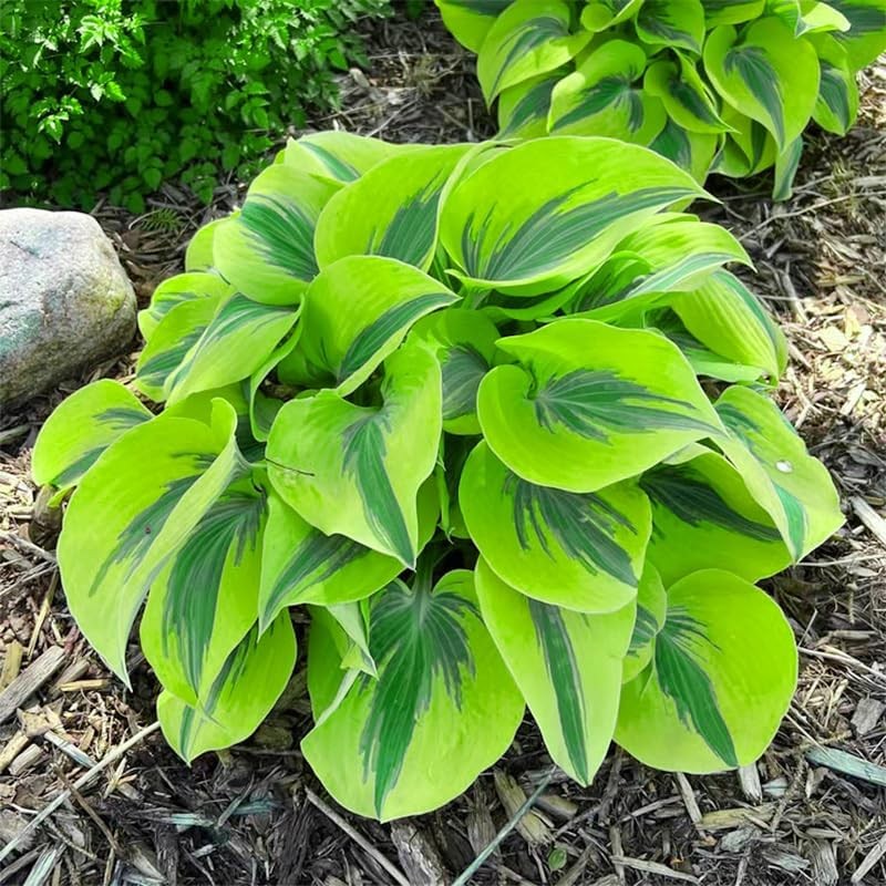 170+ Mixed Hosta Seeds for Perennial Shade Garden Planting