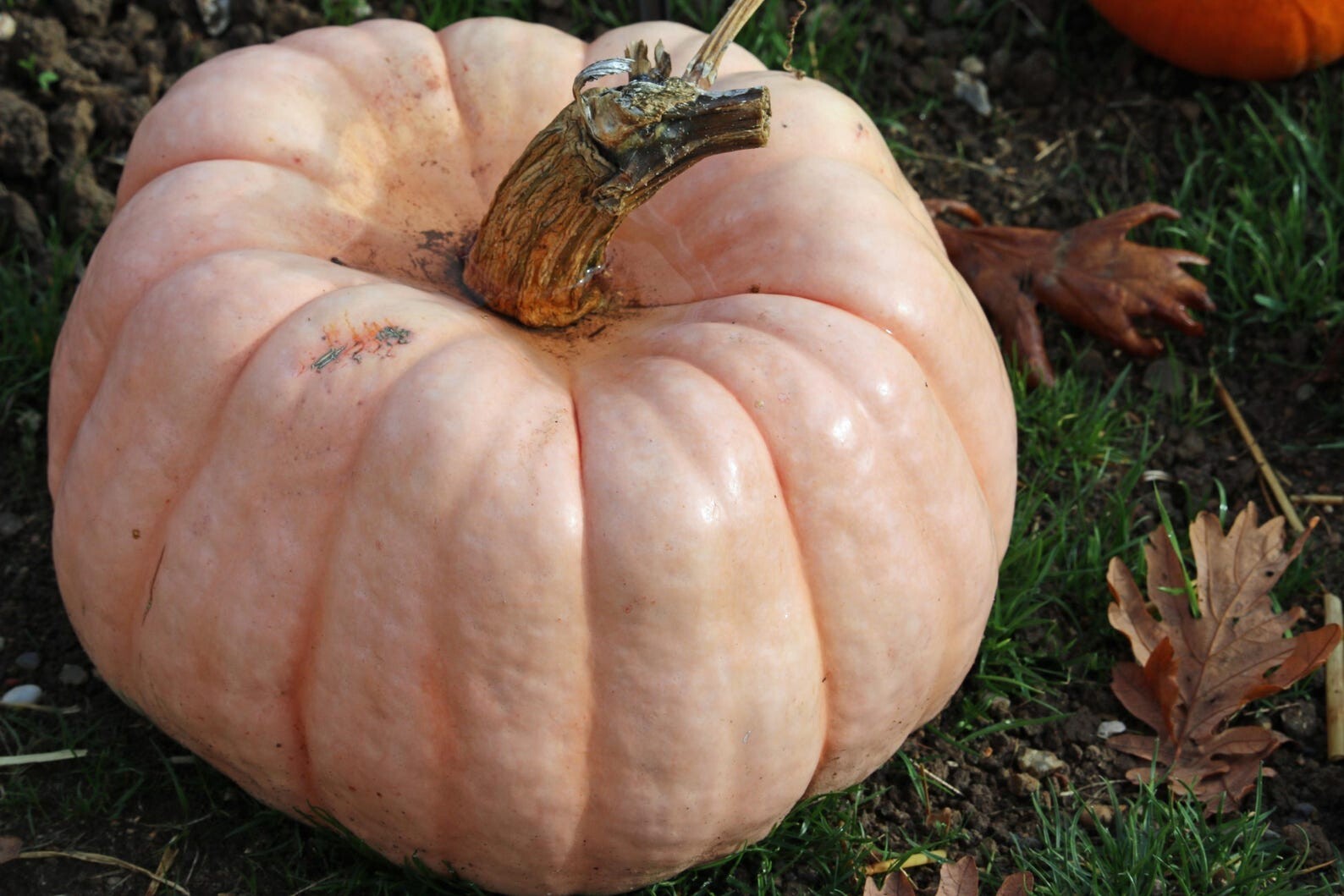 Porcelain Doll Pink Winter Squash Pumpkin Premium Seed Packet