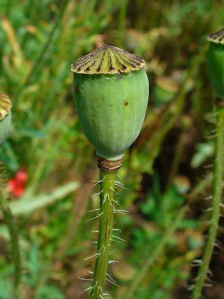 Papaver rhoeas | Corn or Flander’s Poppy | 200 Seeds