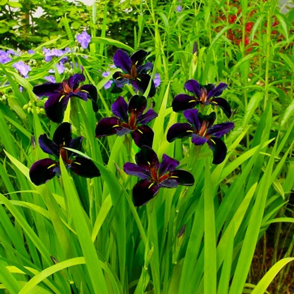 LOUISIANA IRIS – BLACK GAMECOCK – 4 PLANTS – SEE DESCRIPTION – LOOK!