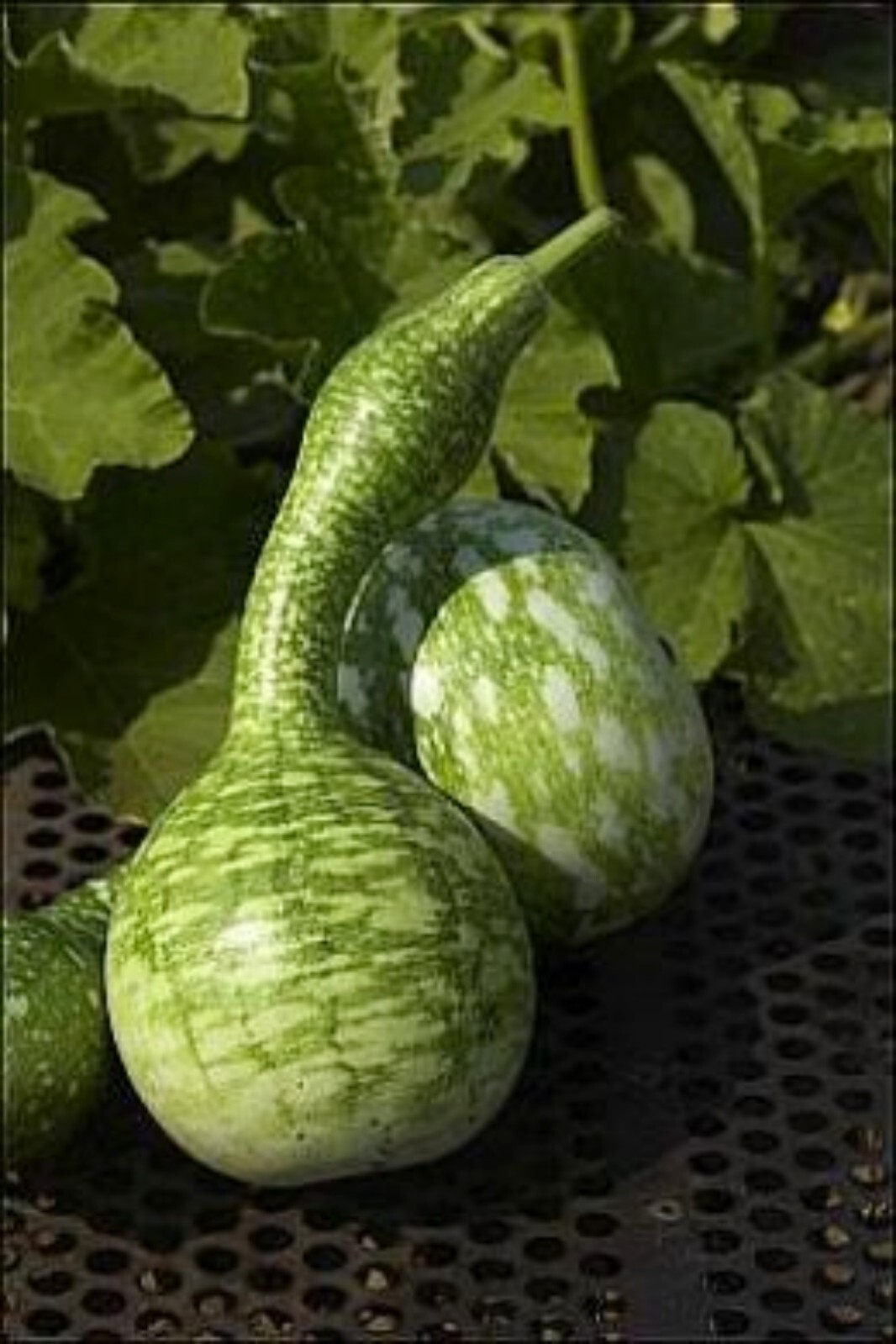 10 seeds – Speckled Swan gourd seeds| Non-GMO | Heirloom |