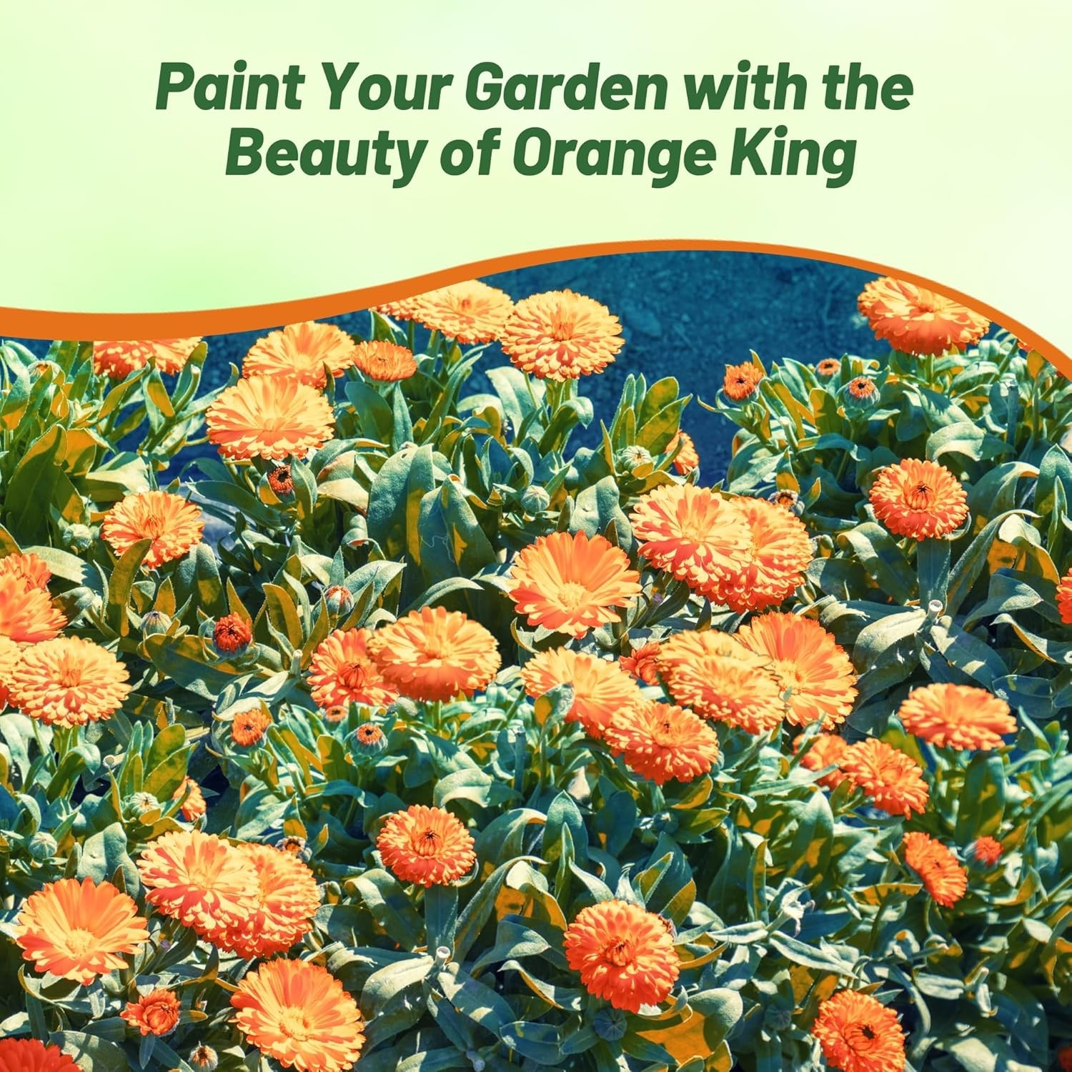 1000 Seeds Drought Tolerant Calendula Orange King Garden Flower Plant Seed