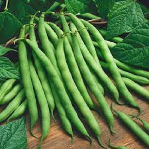 Premium Bush Blue Lake – Fresh Heirloom Seed – Most Popular Variety in the World