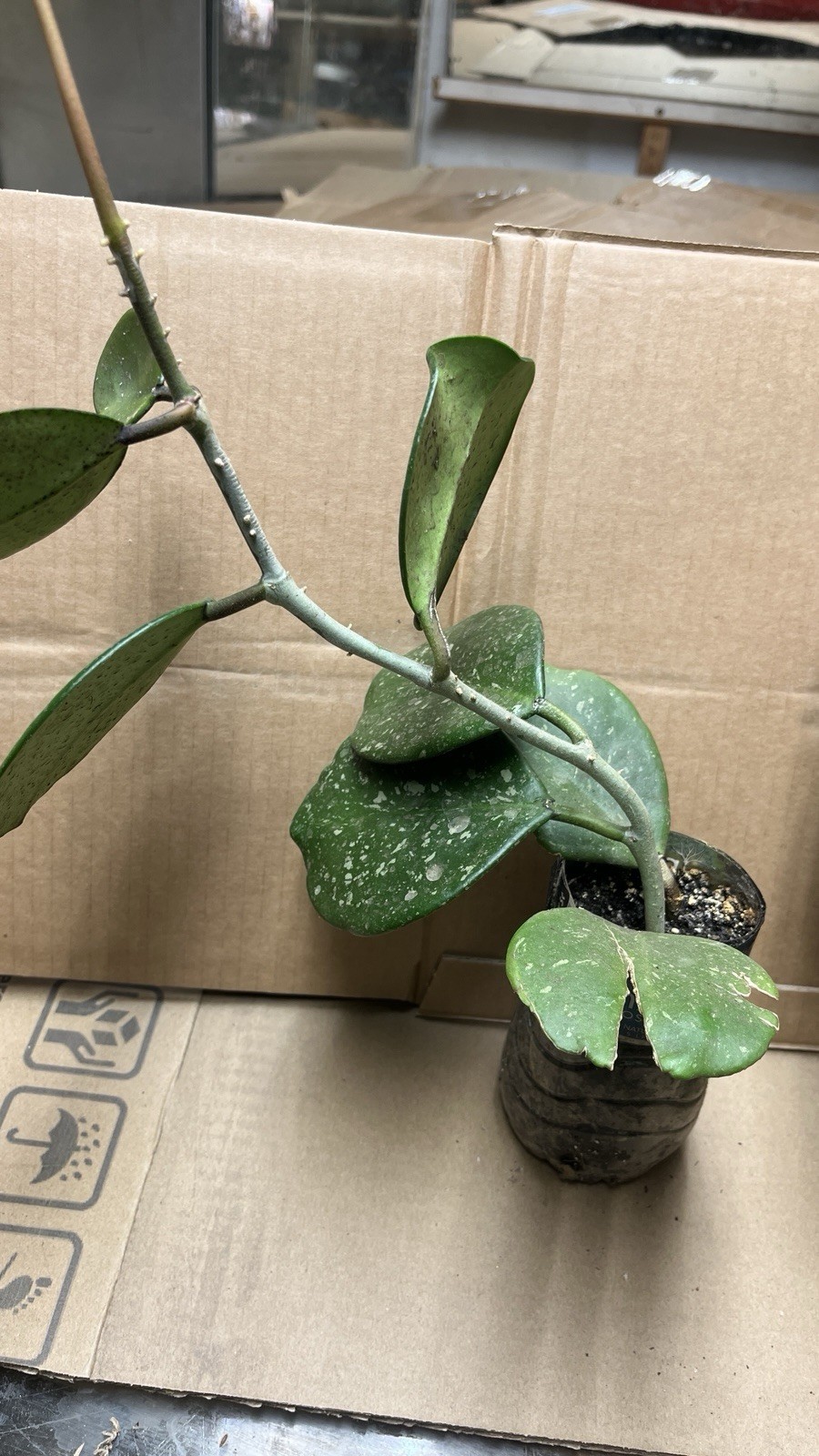 Hoya Obovata starter plant, well rooted, sent with the container, Wax plant