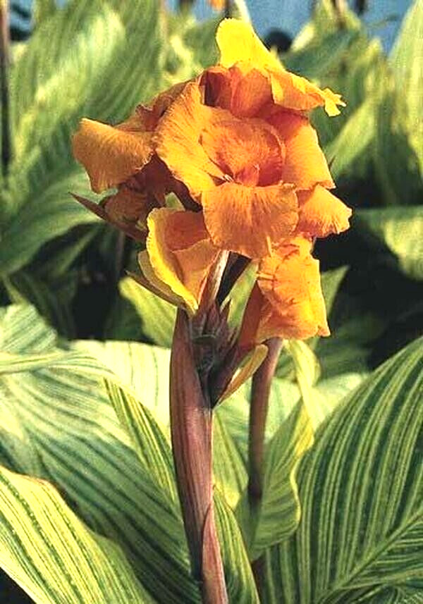 Canna Lily PRETORIA ORANGE VARIEGATED BENGAL TIGER 5 Live Flower Plant Bulbs