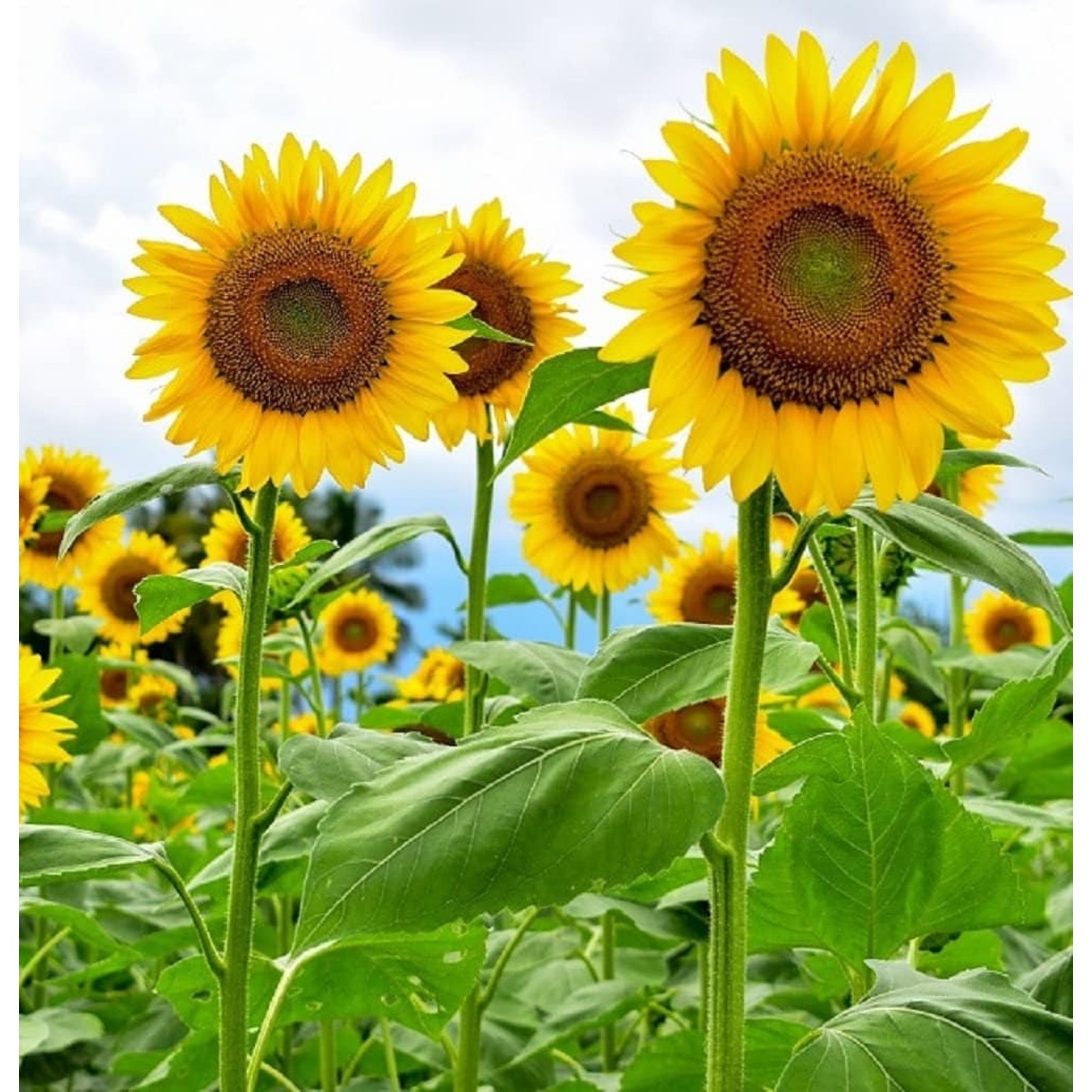 Mammoth Grey Stripe Sunflower Heirloom Seeds Great for Cut Flower – 25 seeds