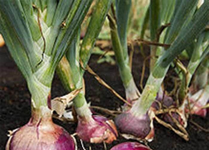Red Creole Onion Seeds – 1/4 Tsp. (175-200 seed count)