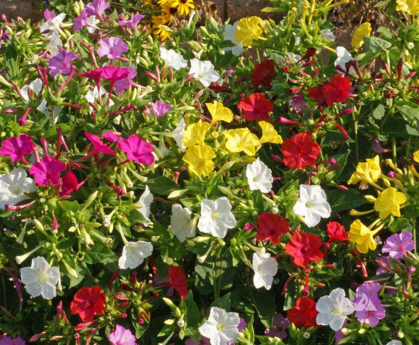 Four O’Clock FORMULA Mix Perennial NonGMO Pink Red Yellow White Flowers 25 Seeds