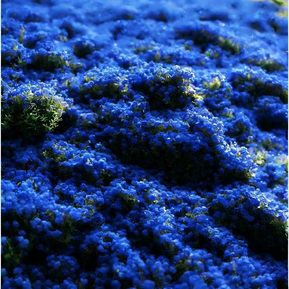 Blue Woolly Thyme Seeds,20001+ Blue Creeping Thyme Seeds Ground Cover,Drought To