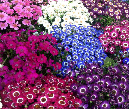 CINENARIA HYBRIDS MIX Mix Cineraria Cruenta Amigo – 50 Bulk Seeds