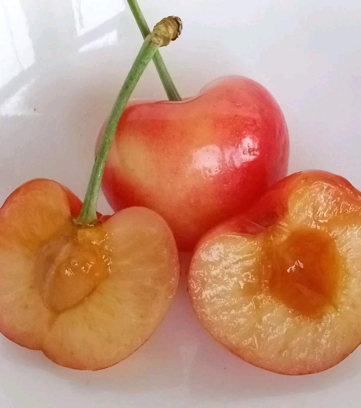 Sweet Organic Rainier Cherry – 5 Seeds Ready to Germinate -Edible Fruit Tree USA