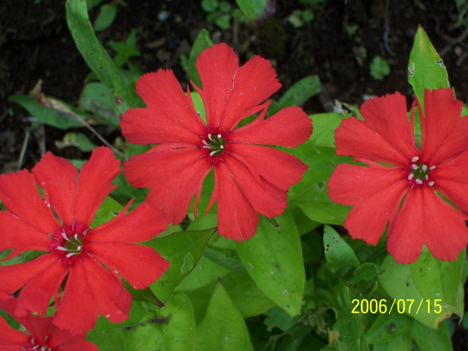 Lychnis Chalcedonica – Maltese Cross seed