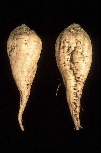 Sugar Beet Seeds beta vulgaris with tracking, Garden Seeds, Heirloom, Non-GMO