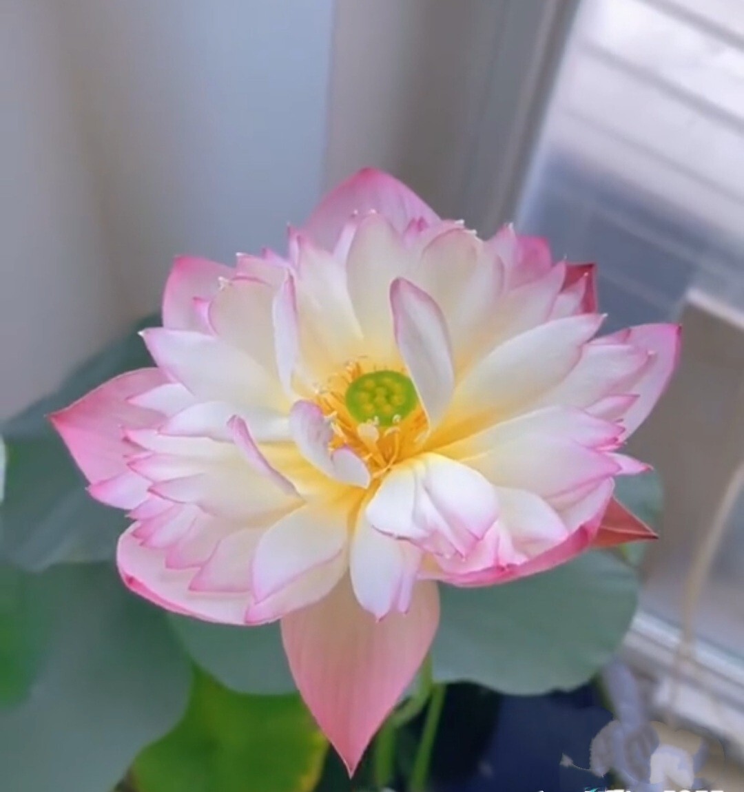 25 Sacred Lotus Flower Seeds Nelumbo Nucifera Edible Aquatic Water Lily