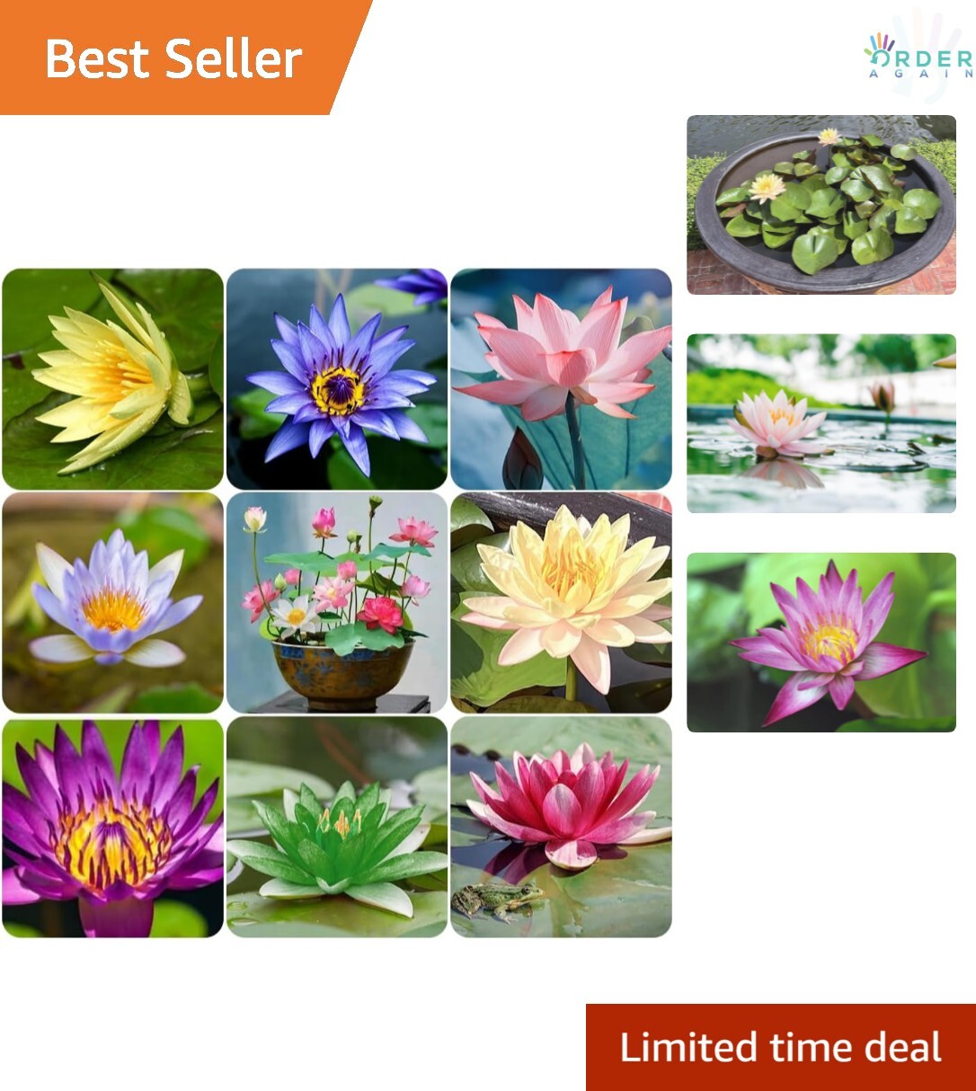 60 Pcs Mix Bonsai Bowl Lotus Seeds Water Lilys Flower Plant Lotus Seeds
