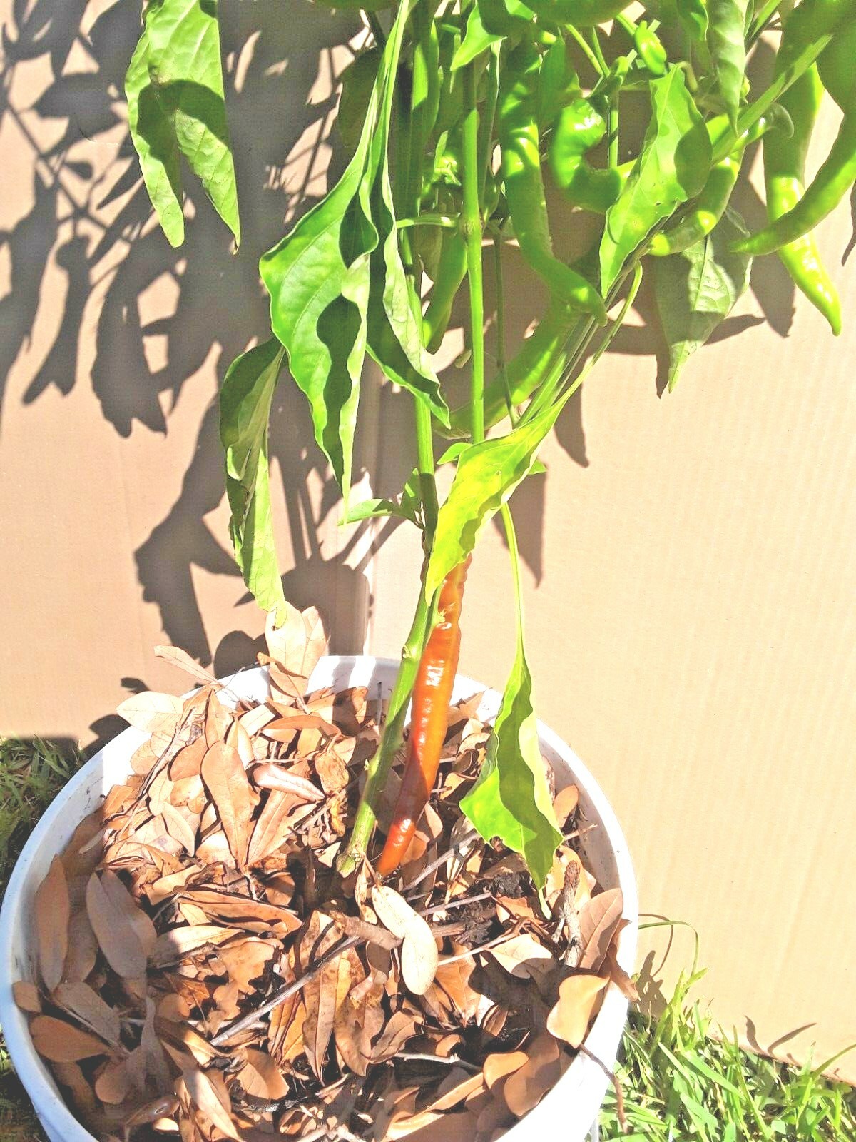 50+ JIMMY NARDELLO Sweet Italian Pepper Seeds NON-GMO No pesticides/herbicides.