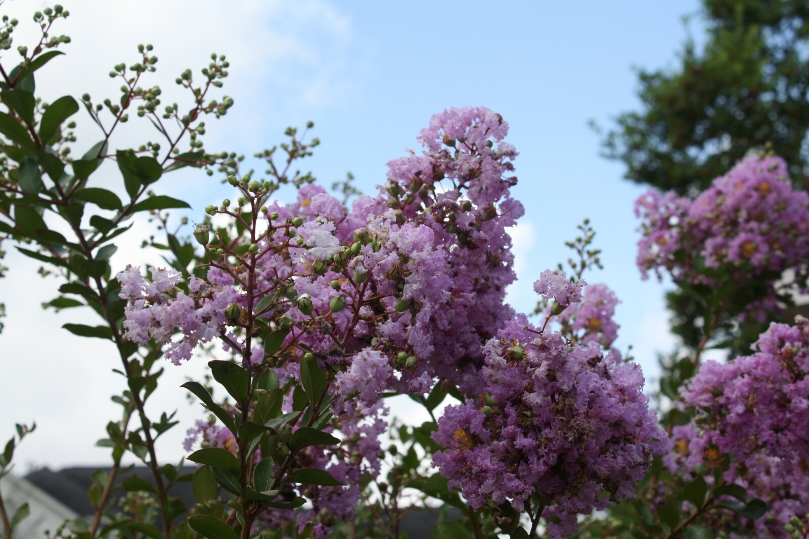 Lagerstroemia indica Tree Seeds purple Flower Standard Or Bonsai Crape Myrtle